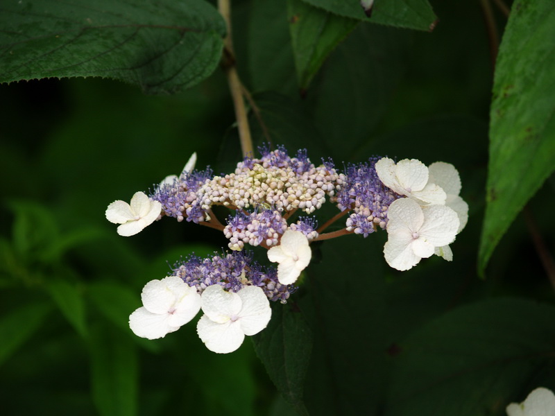 P7285870_调整大小.JPG