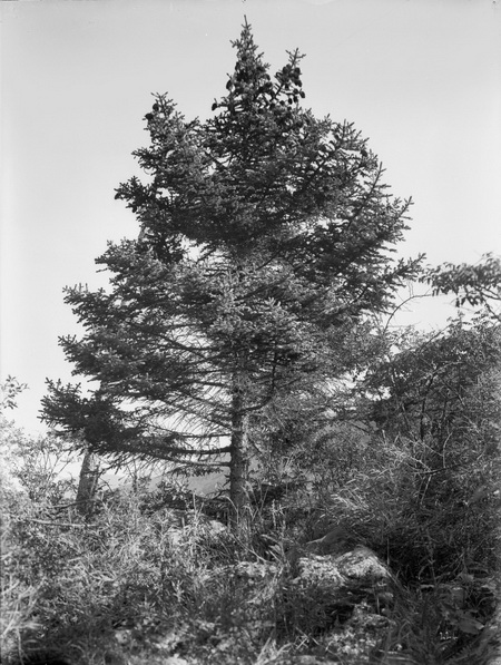 1908-07-25中国丽江云杉_调整大小.jpg