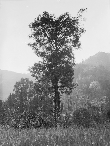 1908-08-07Yunyang_调整大小.jpg