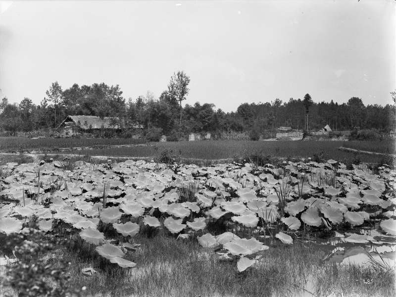 1908-08-10邛崃县_调整大小.jpg