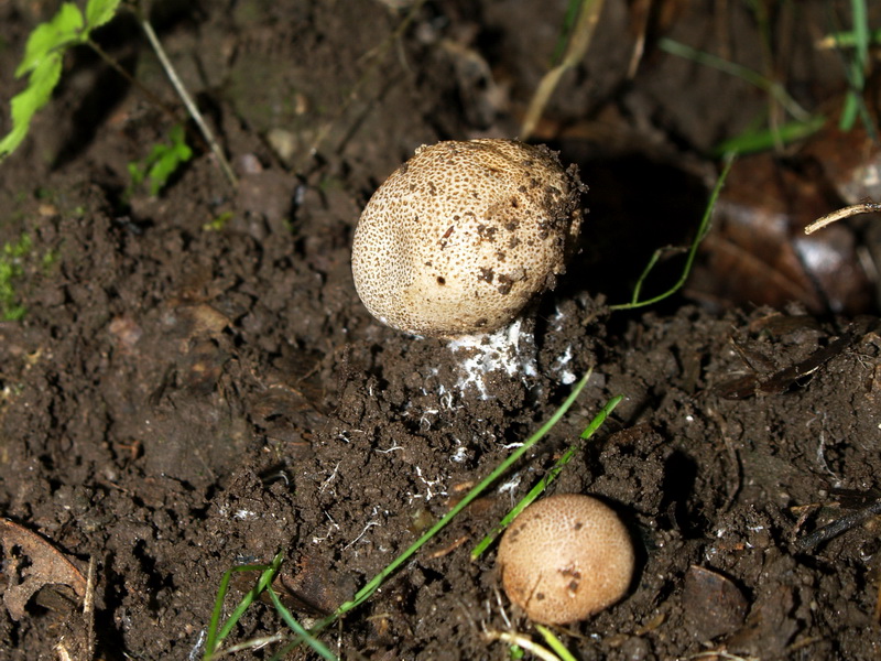 P7053676_调整大小.JPG