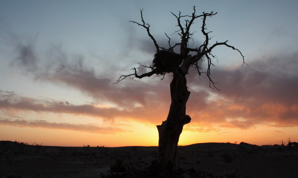 08额济之行 175.jpg