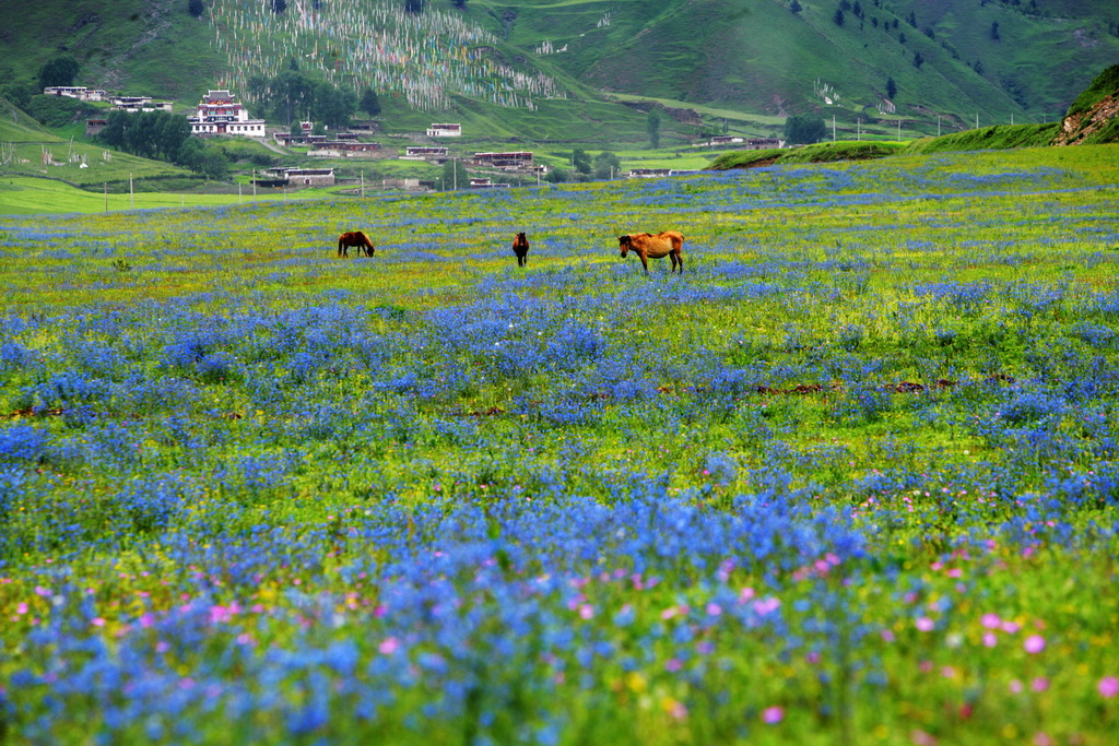 25 草原_调整大小.jpg
