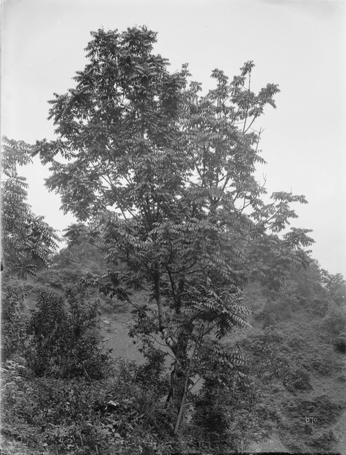 070 1910-06-13湖北省 兴山 中国漆树_调整大小.jpg