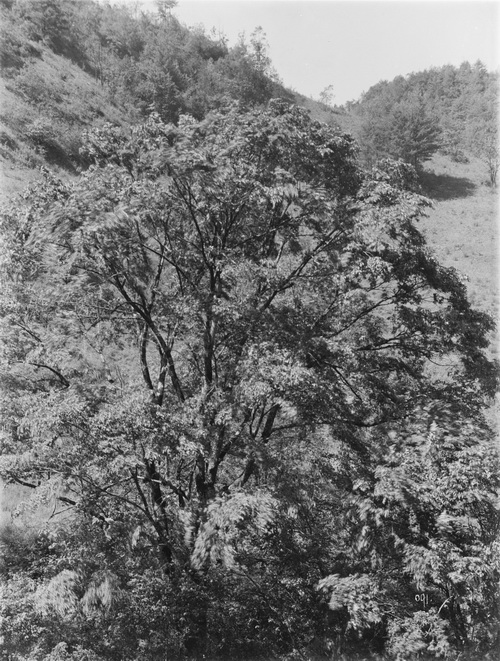 091 1910-06-16湖北省  房县   中国榆树bergmanniana_调整大小.jpg