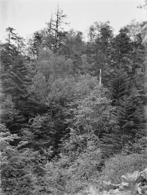 103 1910-06-17湖北省  房县 中国冷杉_调整大小.jpg