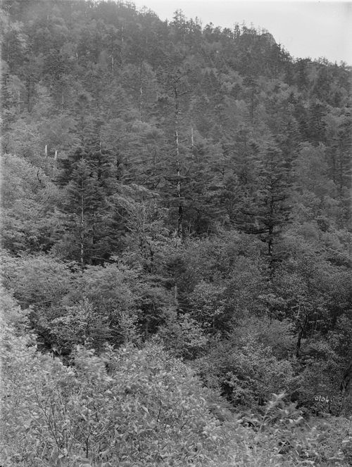 104 1910-06-17湖北省  房县 中国冷杉 1_调整大小.jpg