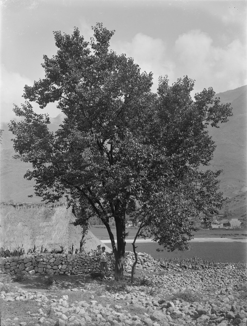 162 1910-06-28四川巫溪（大宁） 1_调整大小.jpg