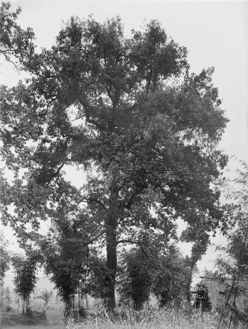 211 1910-07-13霸洲 2_调整大小.jpg