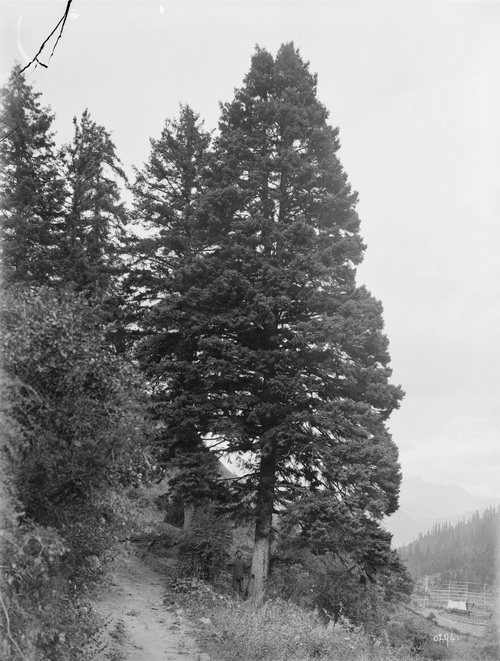 294 1910-08-22松潘Songpan 中国紫果云杉_调整大小.jpg