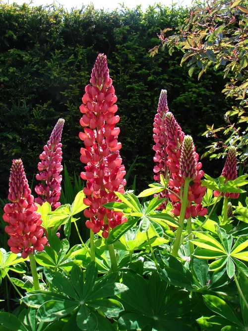 Alnwick 269_调整大小.JPG