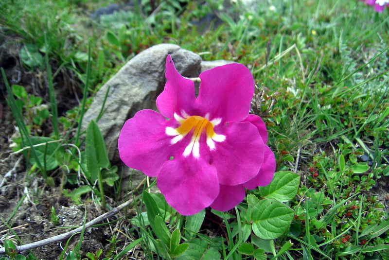 14 滇川角蒿_调整大小.jpg