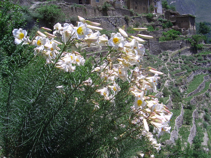 帝王百合 2_调整大小.JPG