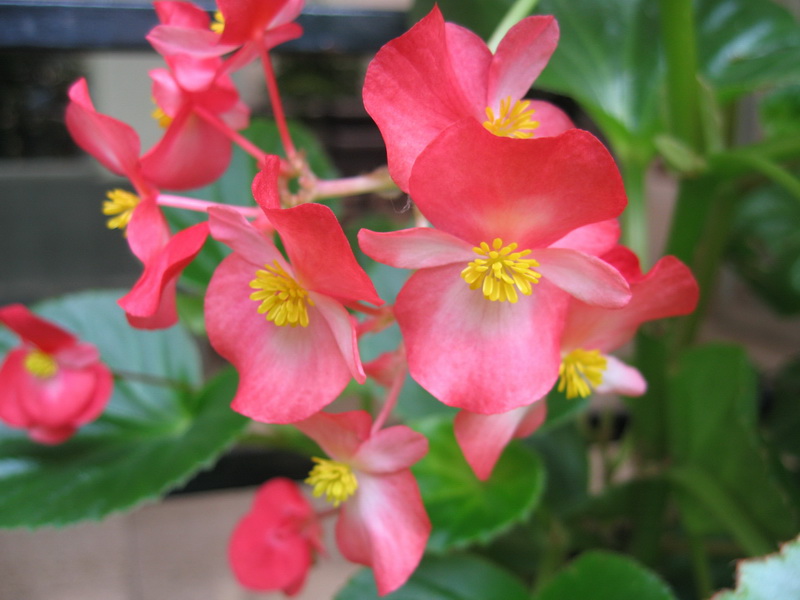 IMG_1115_调整大小.JPG