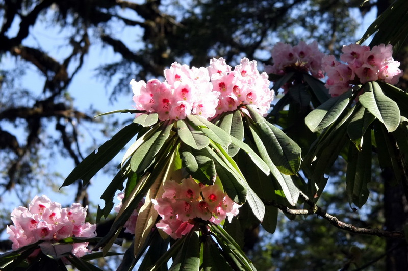 1 美容杜鹃_调整大小.jpg