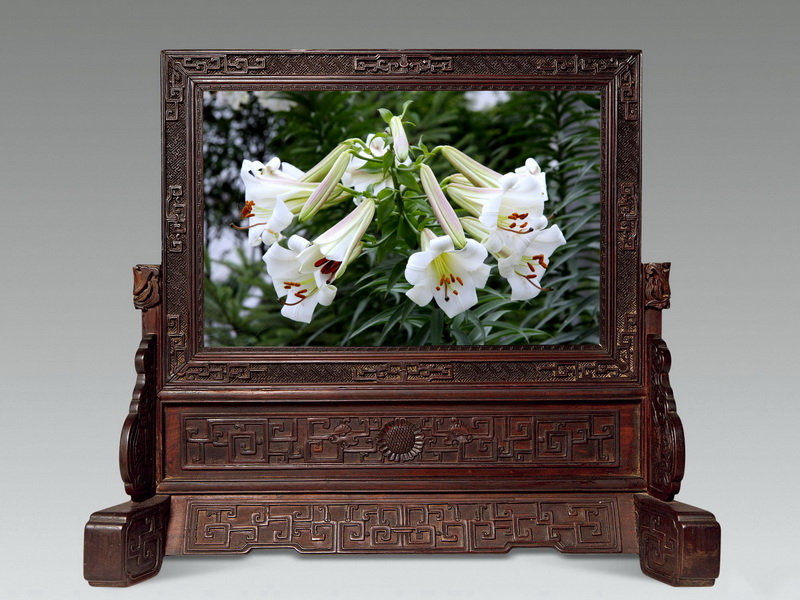 11 泸定百合_调整大小.jpg