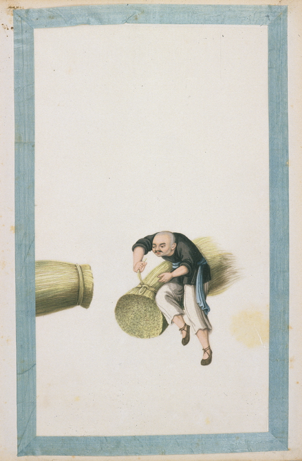 18 Cutting bundles of ramie._调整大小.jpg