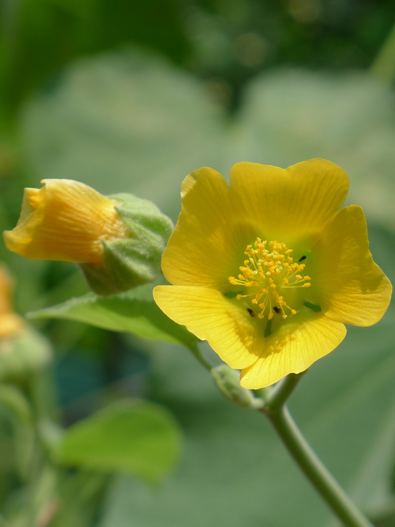 6 苘麻_调整大小.JPG