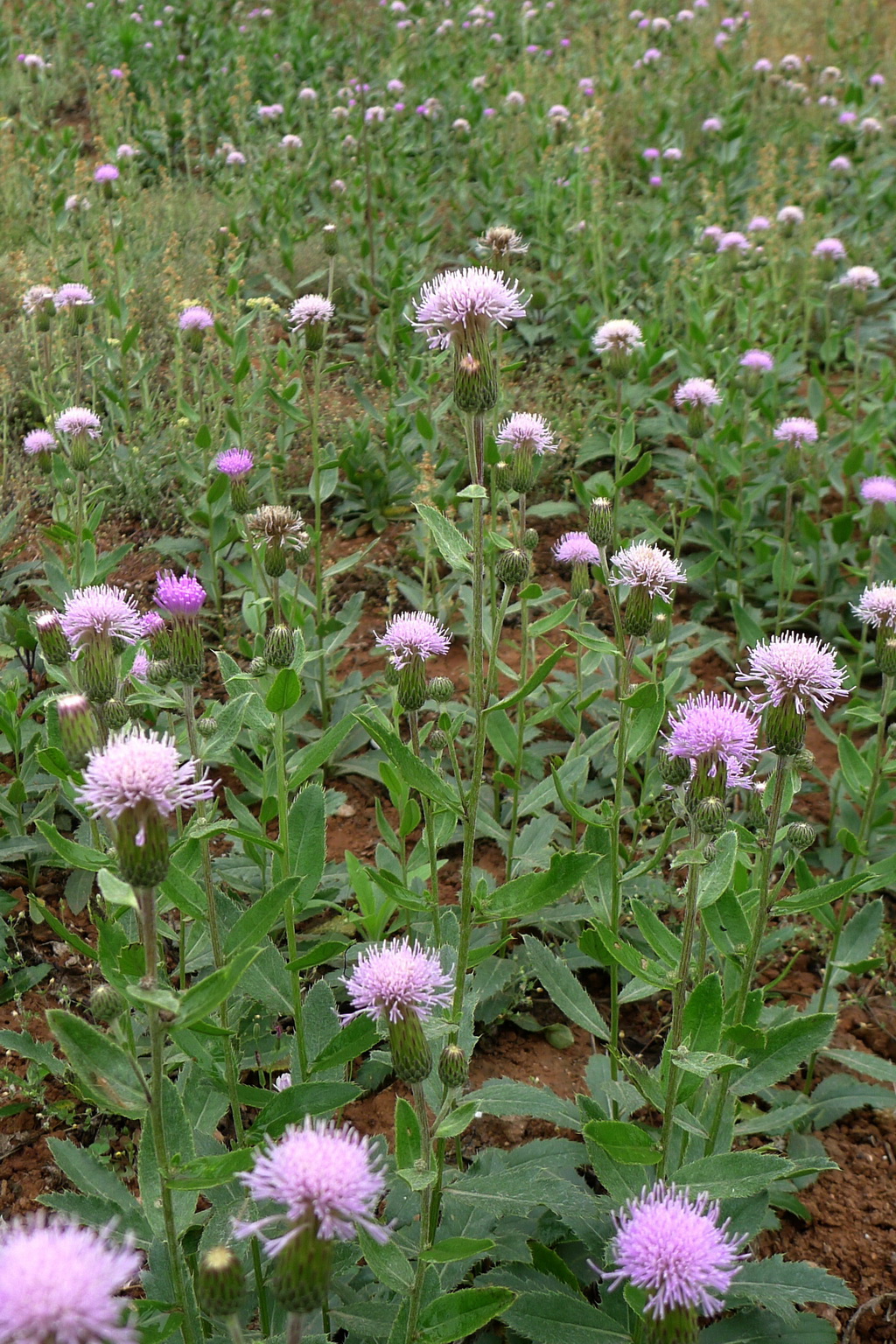 7 刺儿菜_调整大小.JPG