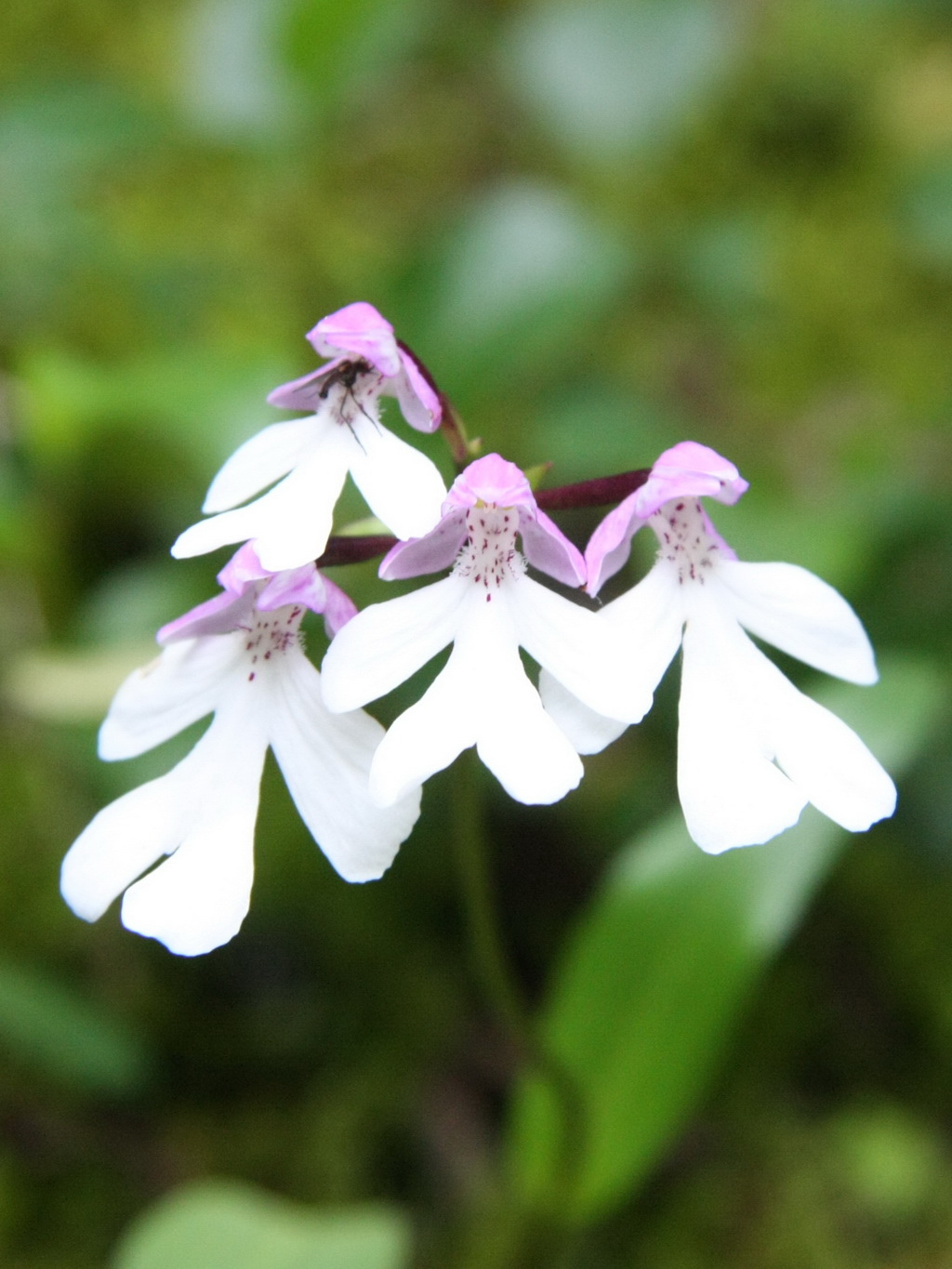 3 贡嘎无柱兰 _调整大小.JPG