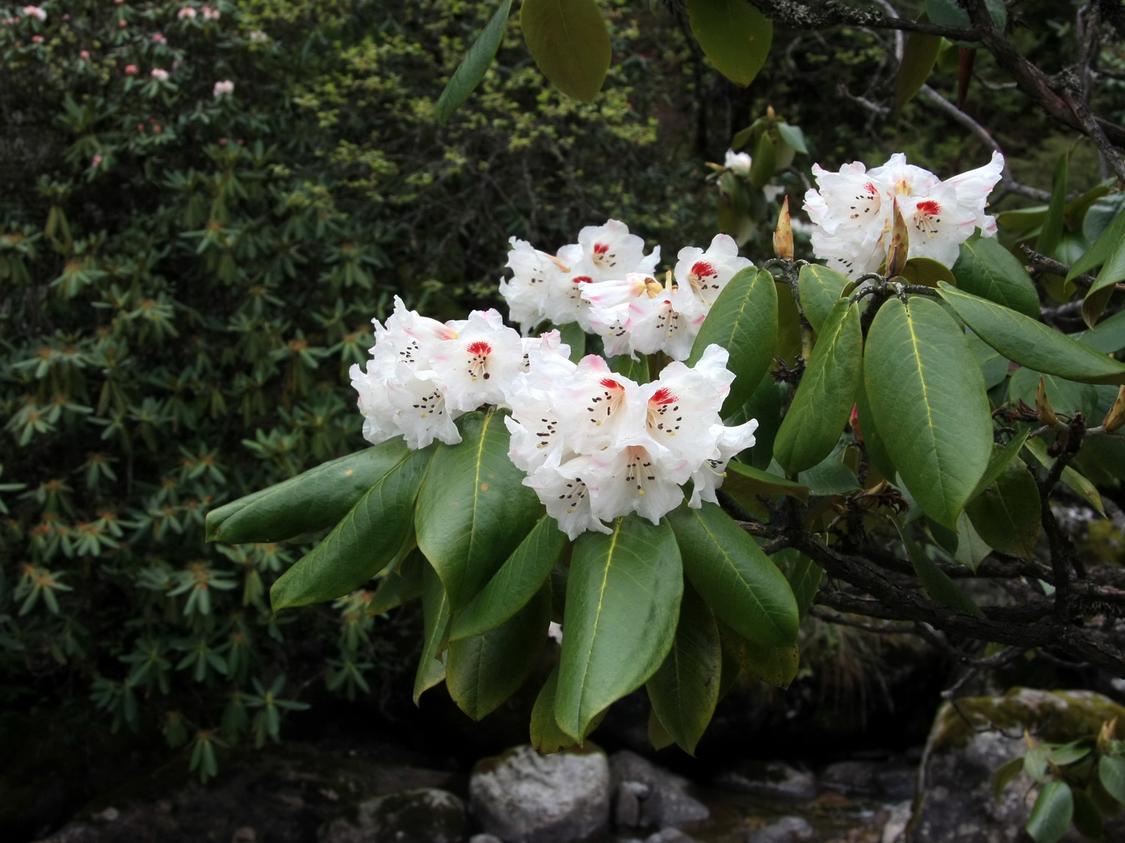 6 大叶金顶杜鹃 (2)_调整大小.JPG