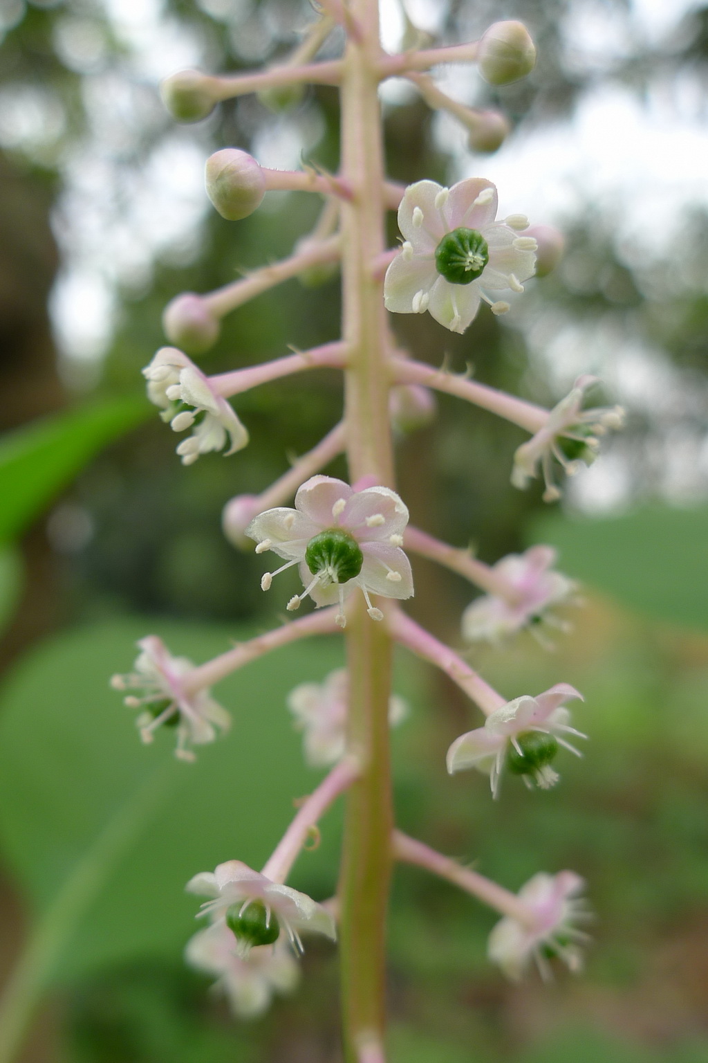 7 商陆_调整大小.jpg