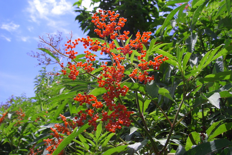 血满草 _调整大小.JPG