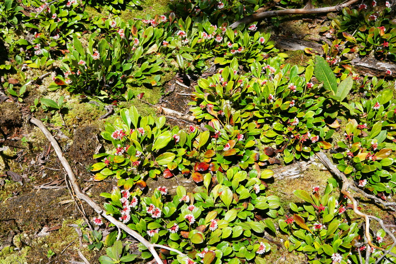 08-05-24雅加埂 (33)_调整大小.JPG