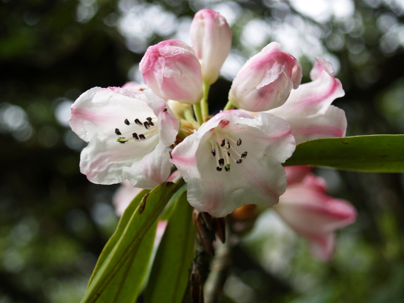 P6049542_调整大小.JPG