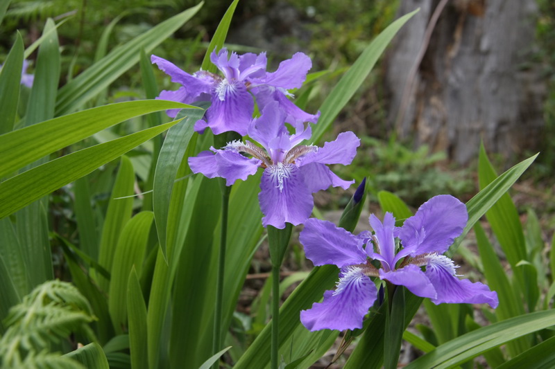 IMG_9586_调整大小.JPG