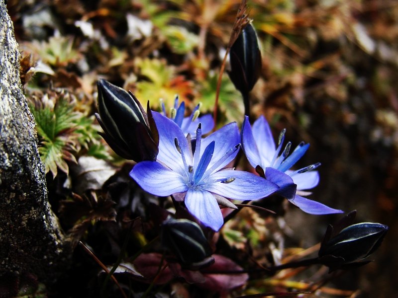 贡嘎野花-2.jpg