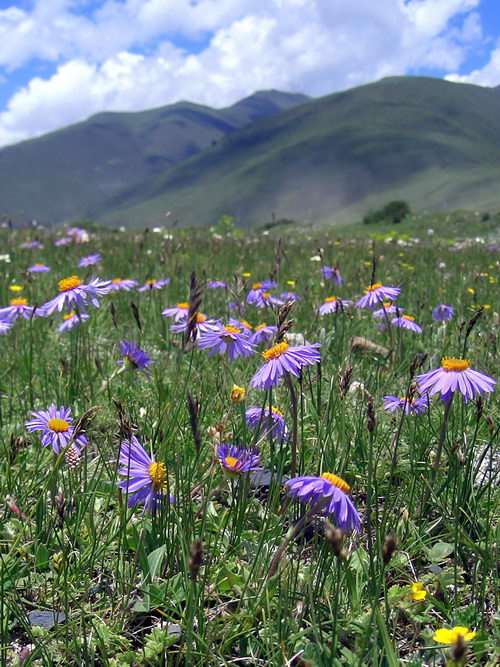 1 柔软紫菀_调整大小.jpg