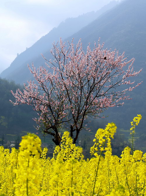 1 春天_调整大小.jpg