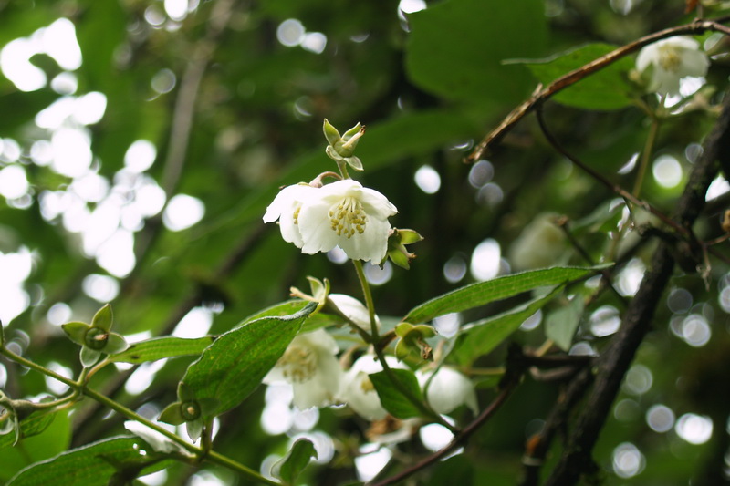 P6302926_调整大小.JPG