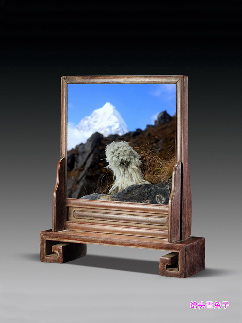 2 绵头雪兔子_调整大小.jpg