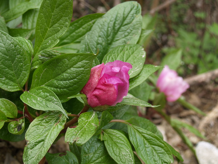 P3275603_调整大小.JPG