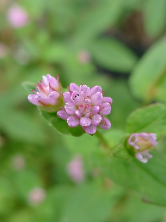 P1050251_调整大小.JPG