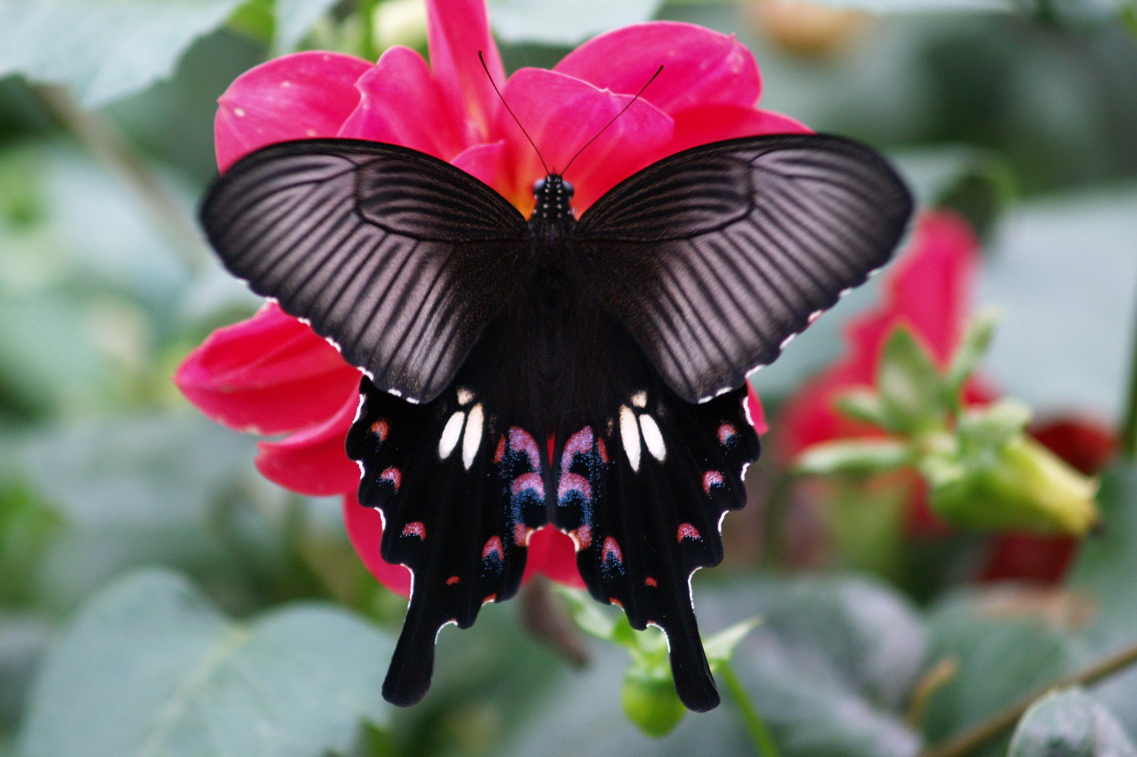 6 红珠凤蝶_调整大小.JPG