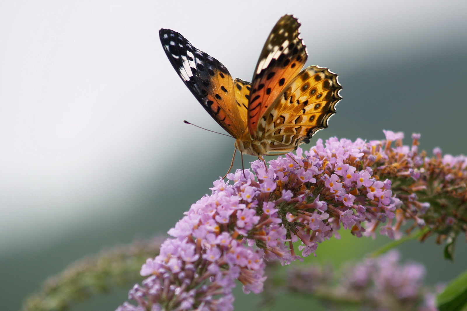 1 斐豹蛺碟_调整大小.JPG